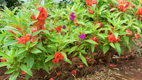 Gemischt Springkraut Blumensamen zur Aussaat – lang Blüte Saison – Traditionssorte & ohne Gentechnik Samen Hausgarten