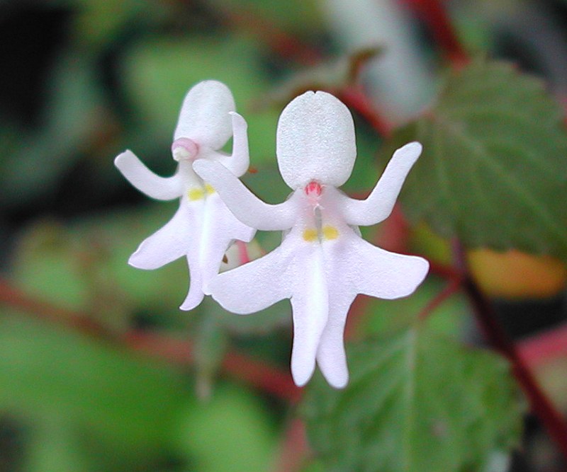 Impatiens Bequaertii Blumensamen zur Aussaat duftend Blüten Traditionssorte & ohne Gentechnik Samen Hausgarten