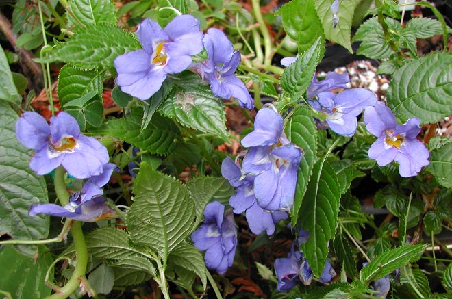 Blau Impatiens Blumensamen zur Aussaat – sonnenliebend – Traditionssorte & ohne Gentechnik Samen Hausgarten
