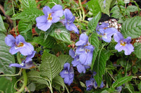 Blau Impatiens Blumensamen zur Aussaat – sonnenliebend – Traditionssorte & ohne Gentechnik Samen Hausgarten