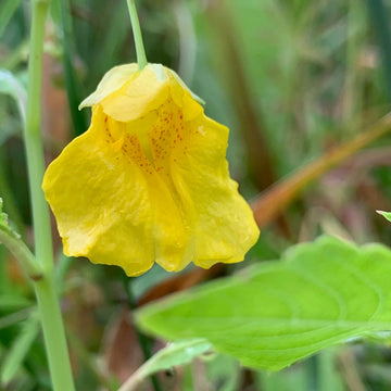 Impatiens Balsamine Blumensamen zur Aussaat Schnitt Blume beliebt Traditionssorte & ohne Gentechnik Samen Hausgarten
