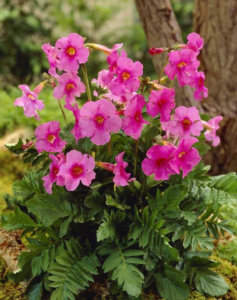 Rosa Incarvillea Blumensamen zur Aussaat – leuchtend mehrjährige Blüten