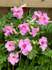 Rosa Incarvillea Blumensamen zur Aussaat – pflegeleicht – Traditionssorte & ohne Gentechnik Samen Hausgarten