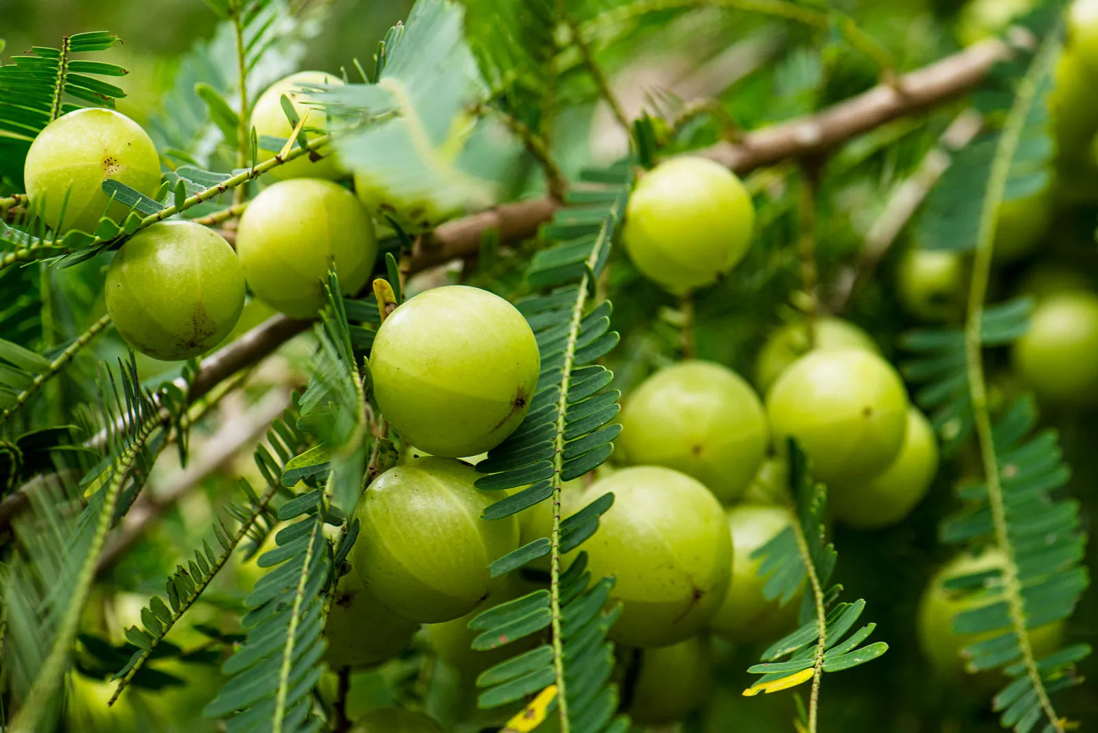 Phyllanthus emblica Fruchtsamen Samen für einfaches Anpflanzen