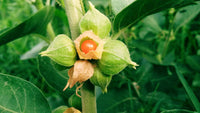 Grün Ashwagandha Blumensamen zur Aussaat – Wildblume Mischung – Traditionssorte & ohne Gentechnik Samen Hausgarten