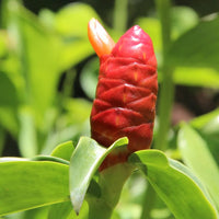 Costus Blumensamen zur Aussaat Garten beliebt Traditionssorte & ohne Gentechnik Samen Hausgarten