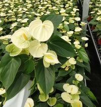 Flamingoblume Samen Hydroponics Aussaat