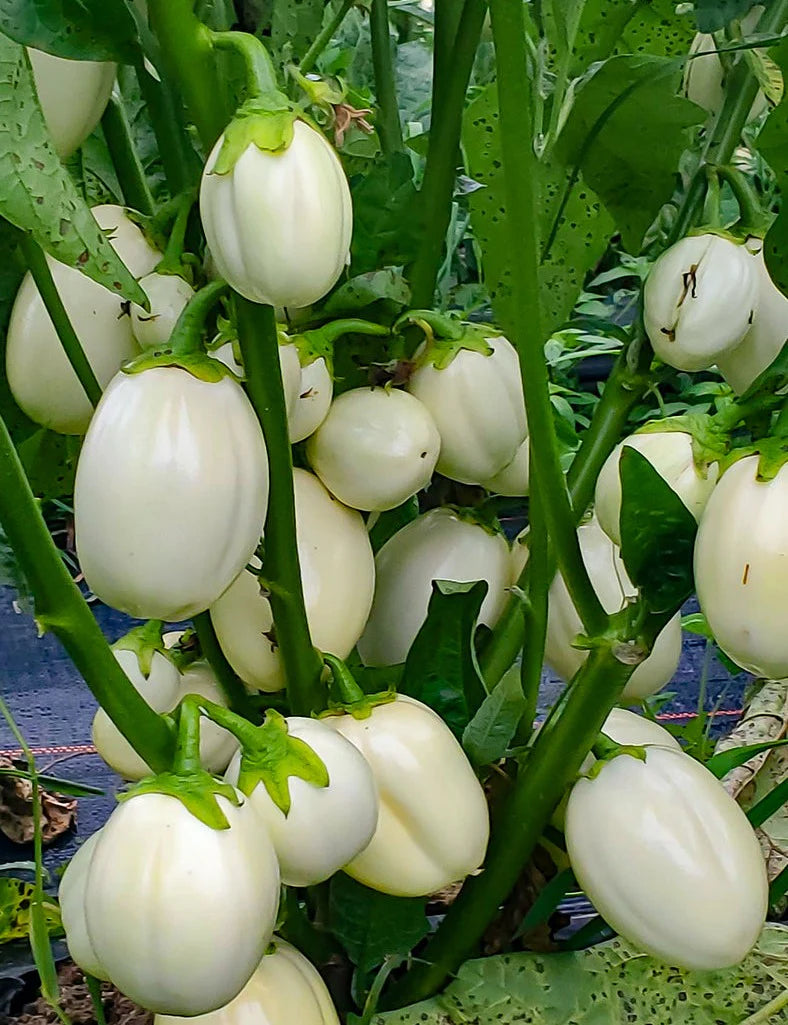 Mixed Auberginen samen for Vibrant Gemüse Gardens