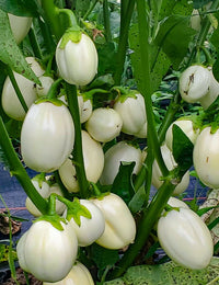 Mixed Auberginen samen for Vibrant Gemüse Gardens