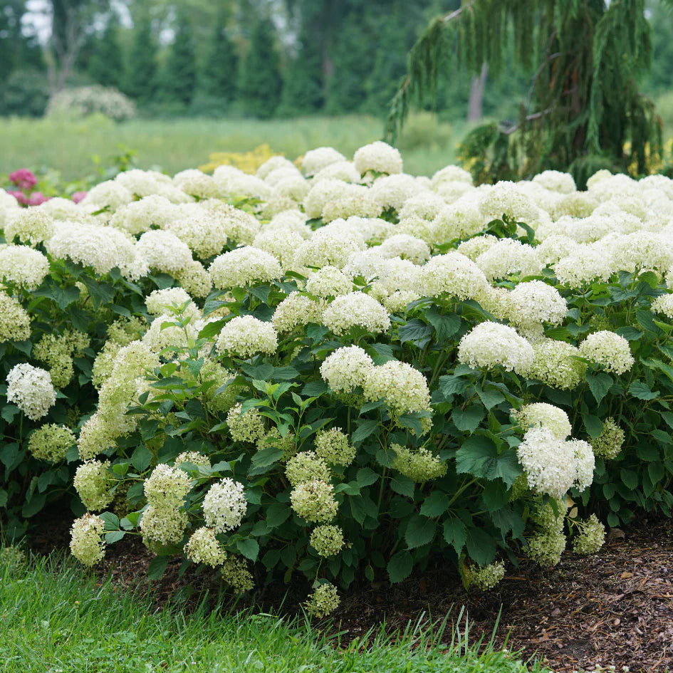Invincibelle Limetta' Hortensie Blumensamen zur Aussaat – Schnitt Blume beliebt – Traditionssorte & ohne Gentechnik Samen Hausgarten