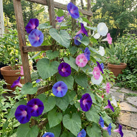 Prunkwinden Samen Mischung Ipomoea