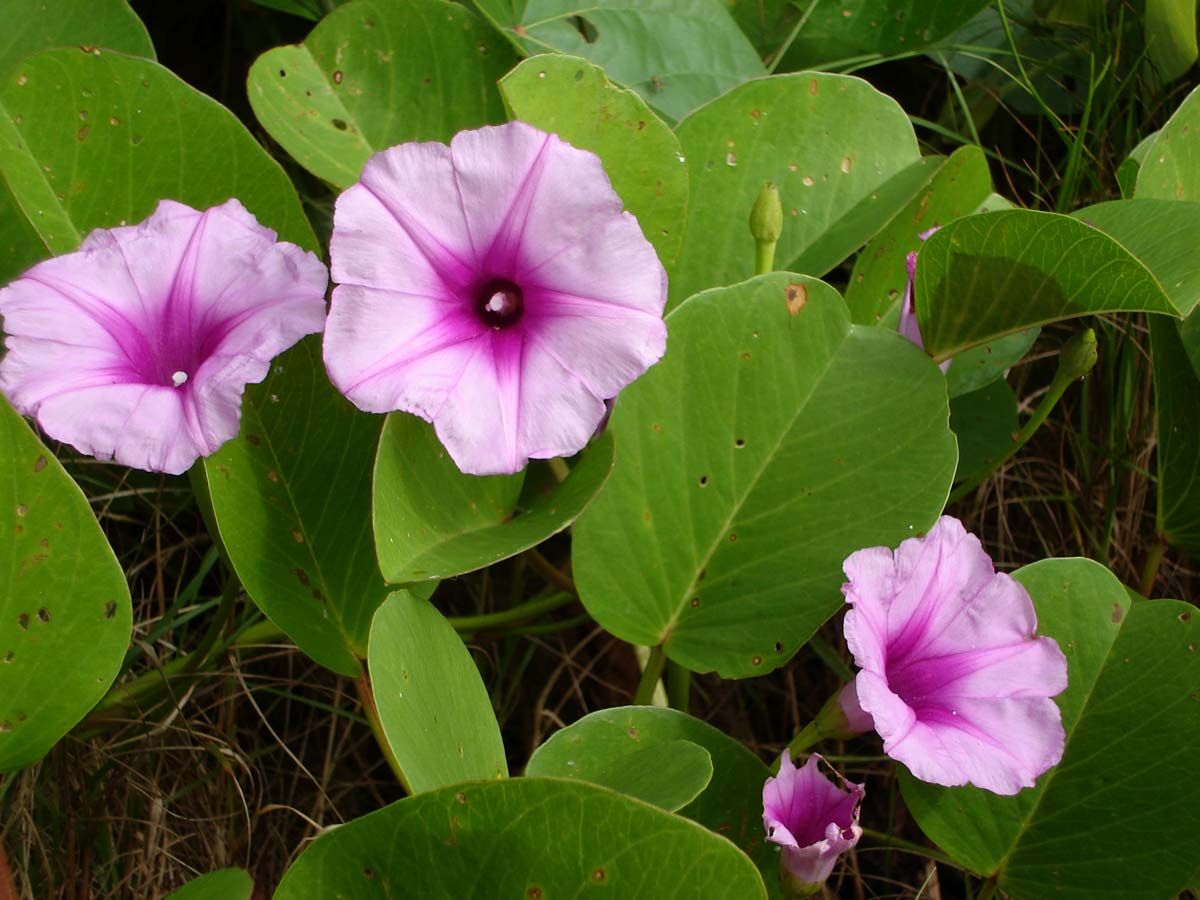Ipomea Pescaprae Blumensamen zur Aussaat – Bestäuber freundlich Traditionssorte & ohne Gentechnik Samen Hausgarten