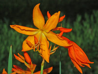Orange Crocosmia Blumensamen zur Aussaat Schnitt Blume beliebt Traditionssorte & ohne Gentechnik Samen Hausgarten