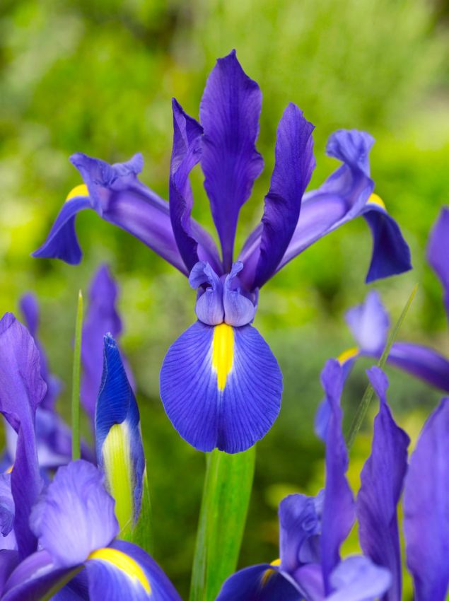 Blau Iris Samen zur Aussaat