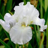 Weiß Germanica Blumensamen zur Aussaat – elegant Blüten für Ihren Garten