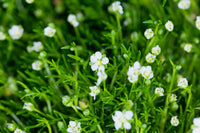 Sagina Subulata Blumensamen zur Aussaat – ideal Rabatten – Traditionssorte & ohne Gentechnik Samen Hausgarten
