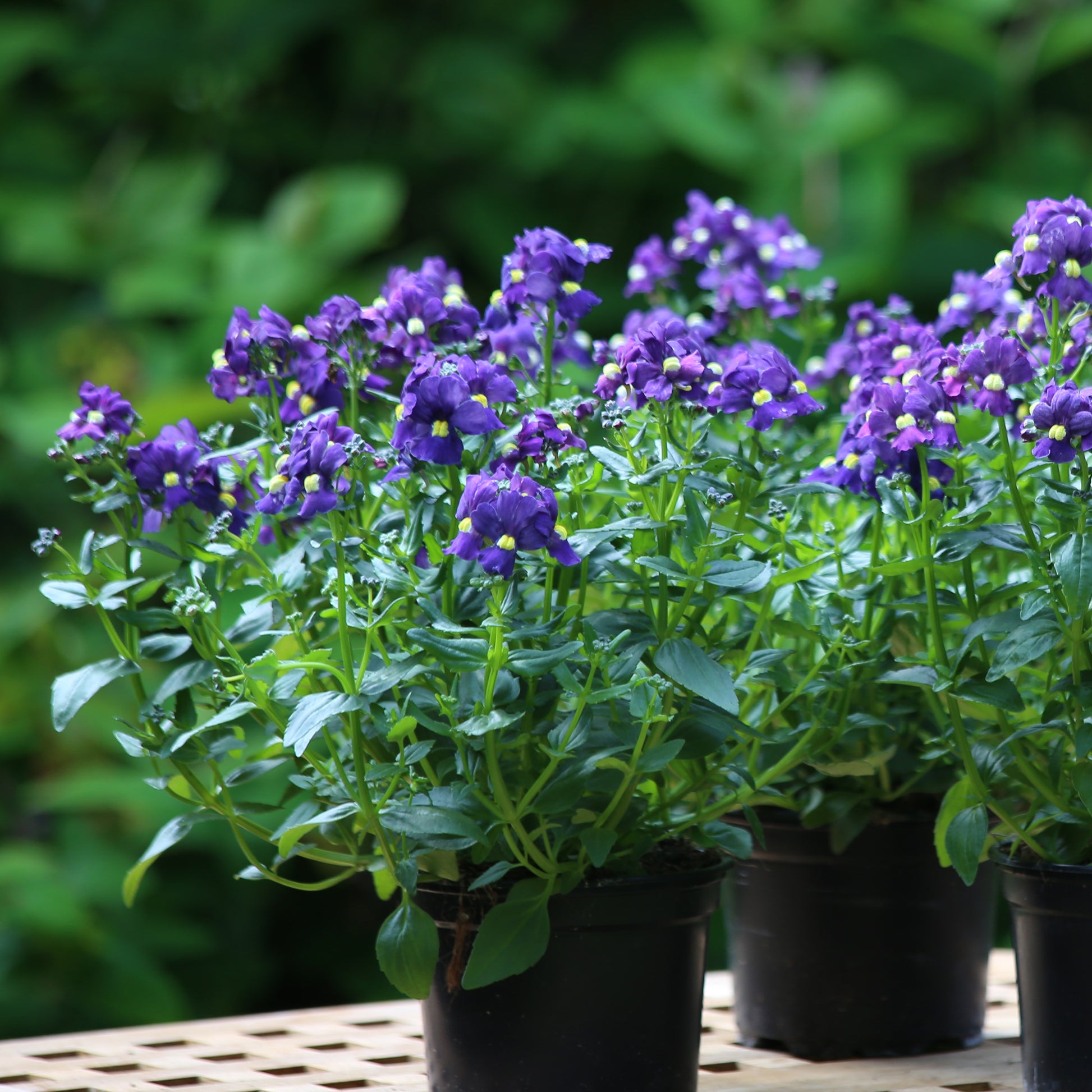 Blau Nemesia Blumensamen zur Aussaat Bestäuber freundlich Traditionssorte & ohne Gentechnik Samen Hausgarten