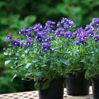 Blau Nemesia Blumensamen zur Aussaat Bestäuber freundlich Traditionssorte & ohne Gentechnik Samen Hausgarten