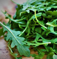 Green Rocket Salad Gemüsesamen für einfache Aussaat