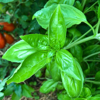 Basil Seed Mix  Perfect zum Pflanzen