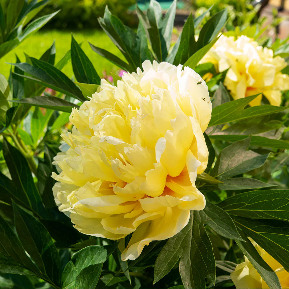 Bartzella Blumensamen zur Aussaat – robust Sorte – Traditionssorte & ohne Gentechnik Samen Hausgarten