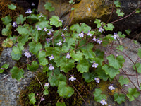Cymbalaria muralis blume samen for anpflanzung - sun loving, heirloom & gmo free samen for home garten
 
 sale samen for home garten