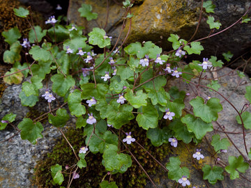 Cymbalaria muralis blume samen for anpflanzung - sun loving, heirloom & gmo free samen for home garten
 
 sale samen for home garten