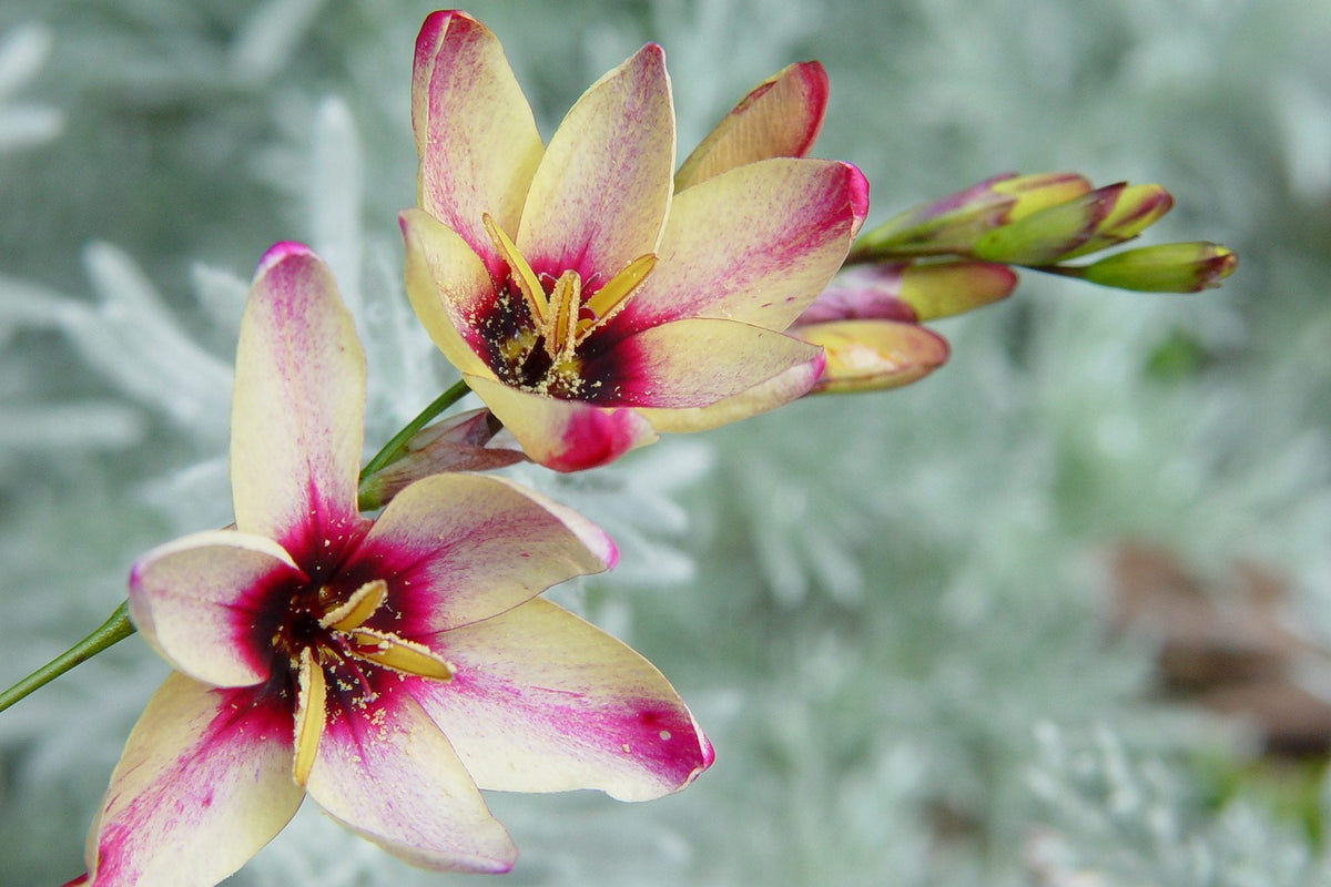 Ixia blume samen for anpflanzung - pollinator friendly, heirloom & gmo free samen for home garten
 
 sale samen for home garten