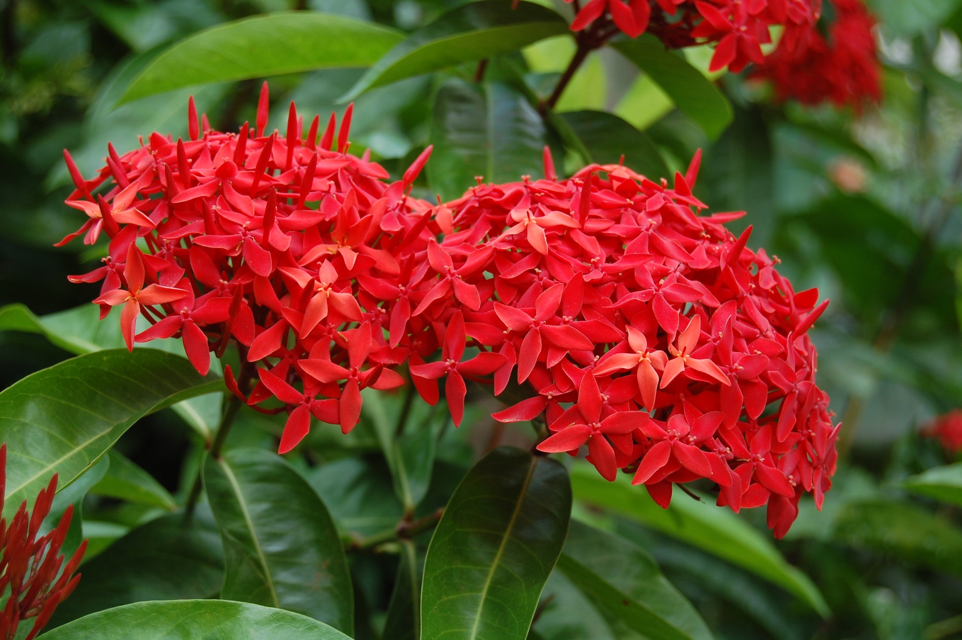 Ixora Rot Blumensamen zur Aussaat leuchtend Blüten für Ihren Garten