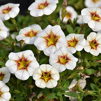 Weiß Gelb Frostfire Blumensamen zur Aussaat – robust Sorte – Traditionssorte & ohne Gentechnik Samen Hausgarten