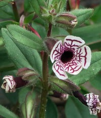Mimulus Pictus Blumensamen zur Aussaat Wildblume Mischung Traditionssorte & ohne Gentechnik Samen Hausgarten