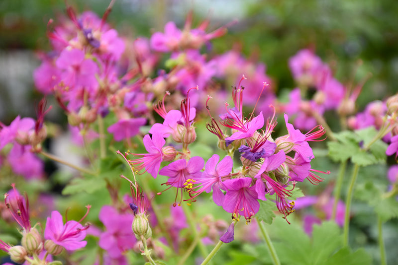 Bevans Blumensamen zur Aussaat Garten beliebt Traditionssorte & ohne Gentechnik Samen Hausgarten