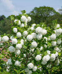 Schnee ball blumen baum Samen für einfaches Anpflanzen