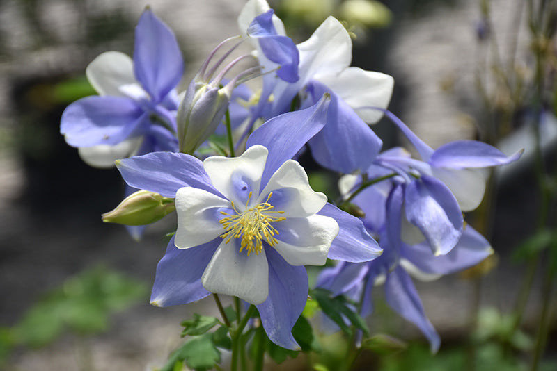 Columbine Blumensamen zur Aussaat sonnenliebend Traditionssorte & ohne Gentechnik Samen Hausgarten