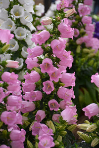Rosa Bell Orchidee Blumensamen zur Aussaat – Bestäuber freundlich – Traditionssorte & ohne Gentechnik Samen Hausgarten