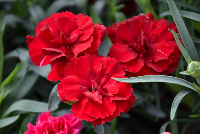 Nelke Kastanienrot Blumensamen für eine farbenfrohe Aussaat und Rich Blüten
