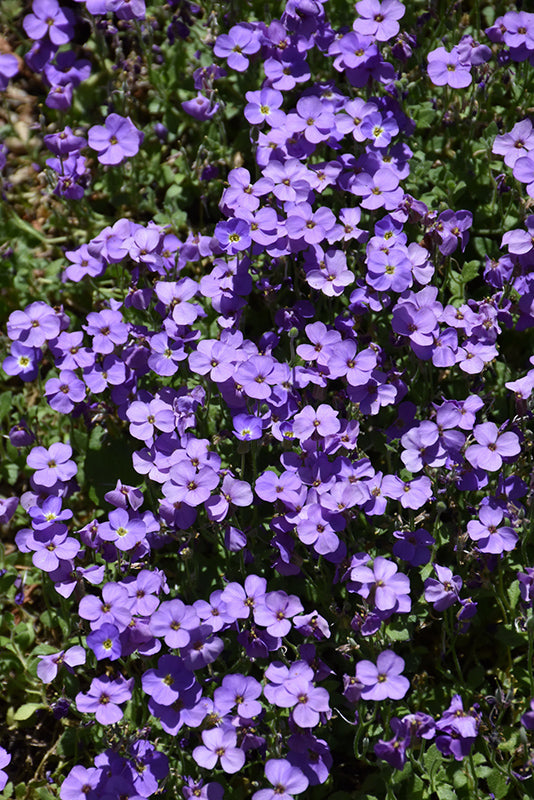 Blau Cress Cascade Blumensamen zur Aussaat Halbschatten verträglich Traditionssorte & ohne Gentechnik Samen Hausgarten