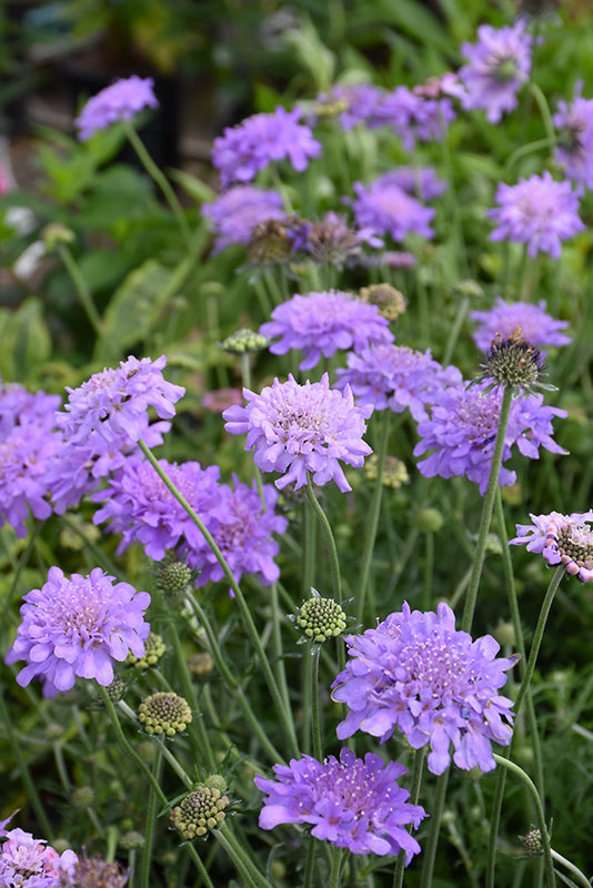 Pincushion Blumensamen zur Aussaat ideal Rabatten Traditionssorte & ohne Gentechnik Samen Hausgarten