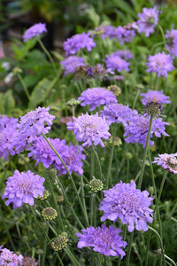 Pincushion Blumensamen zur Aussaat ideal Rabatten Traditionssorte & ohne Gentechnik Samen Hausgarten