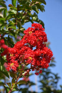Lagerstroemia Blumensamen zur Aussaat hochwertige Qualitäts- Traditionssorte & ohne Gentechnik Samen Hausgarten