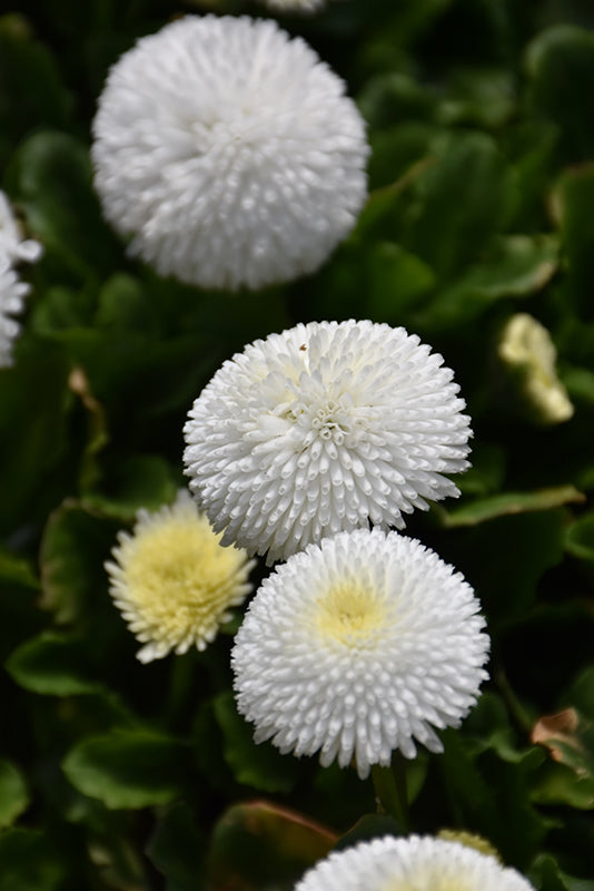 Weiß Bellis Blumensamen zur Aussaat – Landhaus Garten wichtig – Traditionssorte & ohne Gentechnik Samen Hausgarten