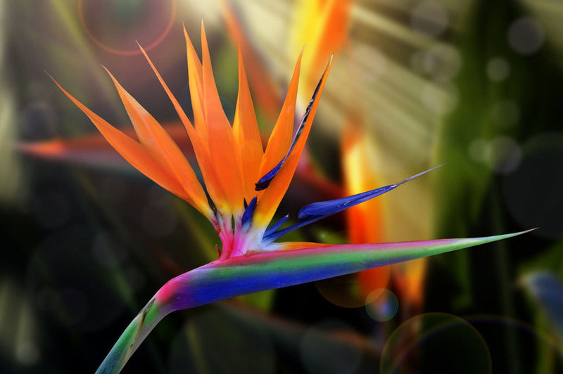Graines de fleur oiseau de paradis jaunes et vertes