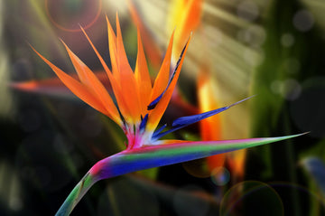 Paradiesvogelblume Blumensamen Gelb Grün