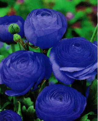 Blau ranunculus blume samen blume samen for anpflanzung low maintenance heirloom & gmo free samen for home garten 
 
 sale for anpflanzung in home garten