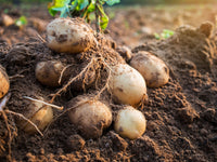 Potato Samen for Home Gardening and Planting