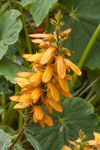 Isabelliana Blumensamen zur Aussaat farbenfroh Schau Traditionssorte & ohne Gentechnik Samen Hausgarten