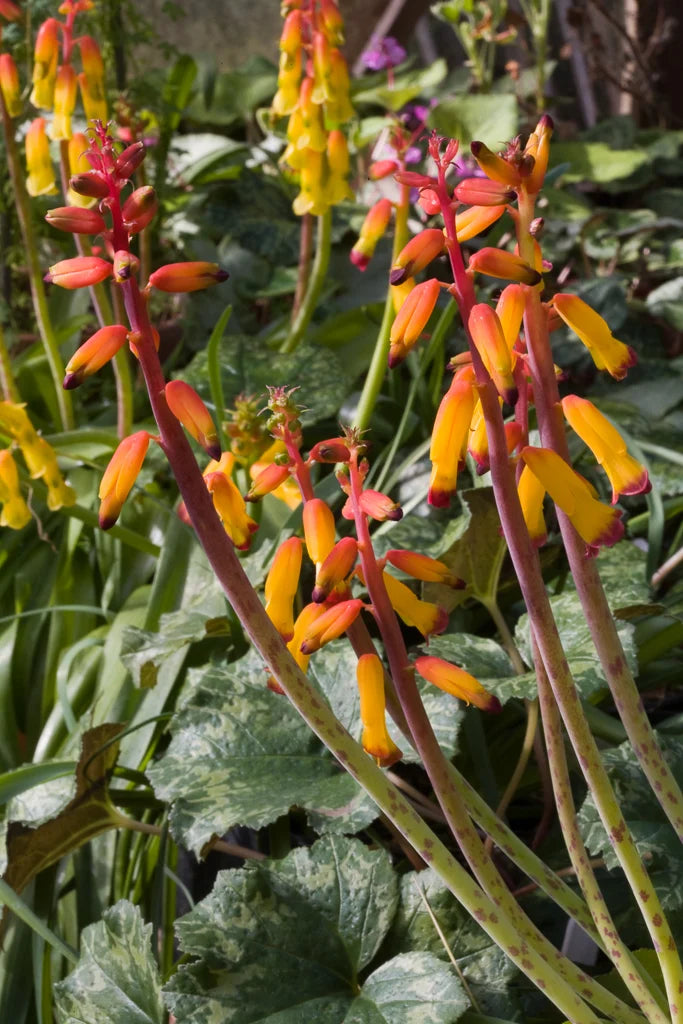 Garten mehrjährig Blumensamen zur Aussaat – Year-Round Garten Blüten