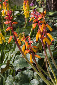 Garten mehrjährig Blumensamen zur Aussaat – Year-Round Garten Blüten