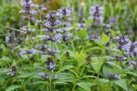 Traditionssorte Nepeta Blumensamen zur Aussaat duftend Blüten Traditionssorte & ohne Gentechnik Samen Hausgarten