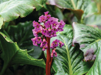 Bergenia blume samen for anpflanzung - wildflower mix, heirloom & gmo free samen for home garten
 
 sale for anpflanzung in home garten.